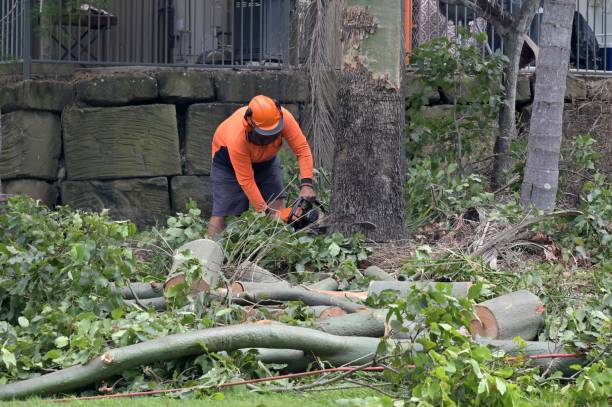 Best Tree and Shrub Care  in Schriever, LA