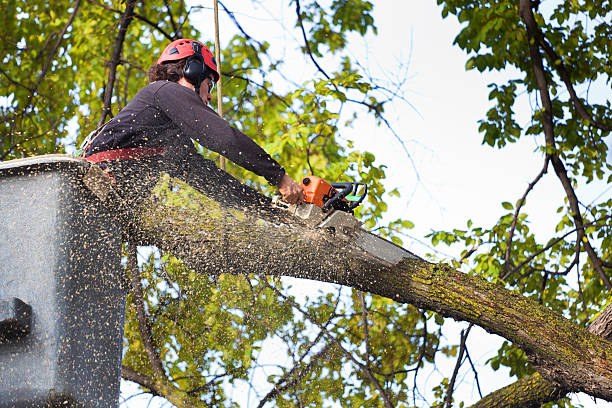 Best Hazardous Tree Removal  in Schriever, LA